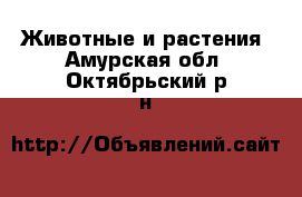  Животные и растения. Амурская обл.,Октябрьский р-н